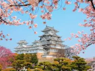 Himeji Castle, a white samurai castle, framed by pink cherry blossoms under a clear blue sky, with green trees in the foreground.