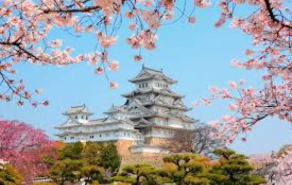 Japan Cherry Blossoms and Himeji Castle Himeji Castle, a white samurai castle, framed by pink cherry blossoms under a clear blue sky, with green trees in the foreground.