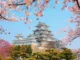 Himeji Castle, a white samurai castle, framed by pink cherry blossoms under a clear blue sky, with green trees in the foreground.