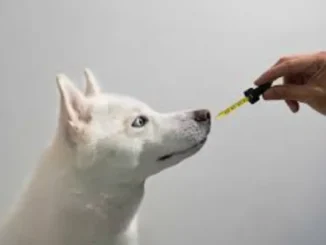 A white dog with blue eyes looking up at a hand holding a dropper, appearing to administer something.