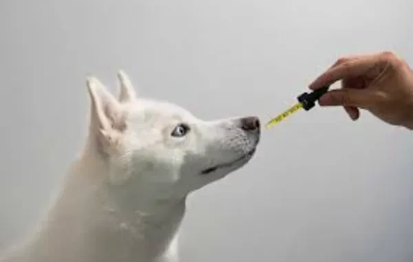 The Role of CBD in Enhancing Your Pet's Dental Wellness A white dog with blue eyes looking up at a hand holding a dropper, appearing to administer something.