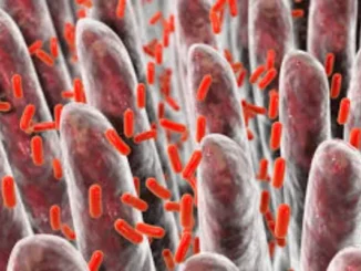Red rod-shaped bacteria, likely E. coli, amidst human intestinal villi, representing a gut infection that can lead to post-infectious IBS.