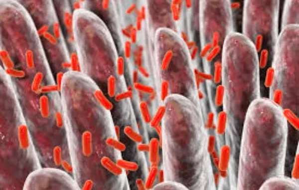 The Lingering Impact: Bacteria and the Origins of Post-Infectious IBS Red rod-shaped bacteria, likely E. coli, amidst human intestinal villi, representing a gut infection that can lead to post-infectious IBS.
