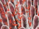 Red rod-shaped bacteria, likely E. coli, amidst human intestinal villi, representing a gut infection that can lead to post-infectious IBS.