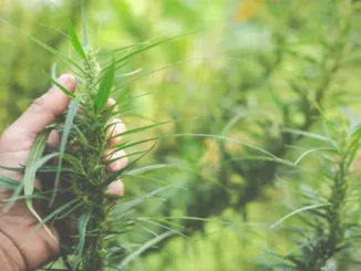 Hand holding a kratom plant branch with green leaves and developing flowers.