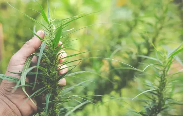 The Natural Source of Kratom Hand holding a kratom plant branch with green leaves and developing flowers.