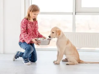 Feeding Golden Retriever Puppy