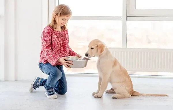 Feeding Golden Retriever Puppy