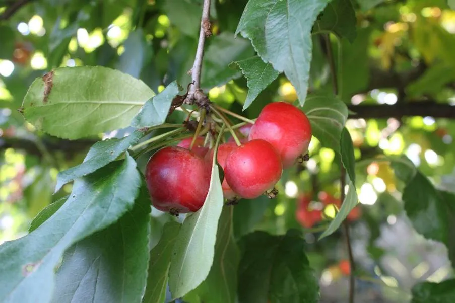 A crabapple growing on a tree
