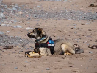 A medium-sized service dog, wearing a red and black harness with a blue "SERVICE DOG" patch, is lying down calmly on a sandy, rocky beach with its head turned to the side.