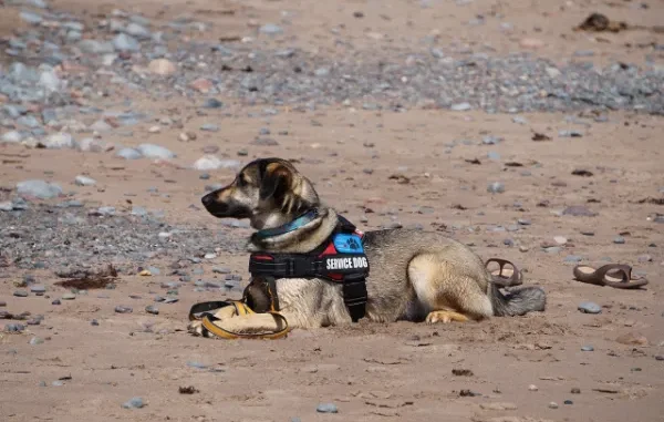 A medium-sized service dog, wearing a red and black harness with a blue "SERVICE DOG" patch, is lying down calmly on a sandy, rocky beach with its head turned to the side.