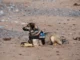A medium-sized service dog, wearing a red and black harness with a blue "SERVICE DOG" patch, is lying down calmly on a sandy, rocky beach with its head turned to the side.