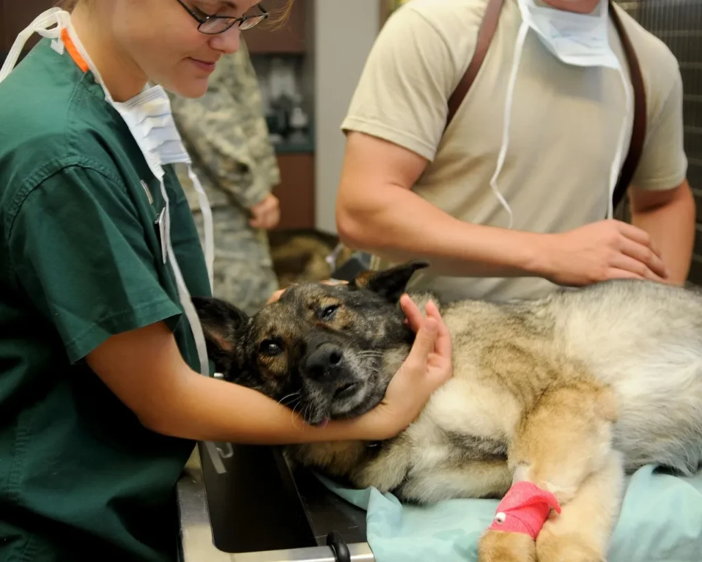 A veterinarian in green scrubs gently holds and comforts a large dog lying on an examination table with a bandaged front leg, while an assistant stands nearby.