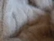 A very close-up, textured photograph of soft, light beige or tan angora or mohair knit fabric, showcasing the fuzzy, woven threads and the comforting texture of wool.