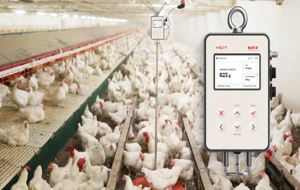 A VEIT BAT2 Connect digital poultry scale displaying an average broiler weight of 823 grams inside a large commercial chicken house.