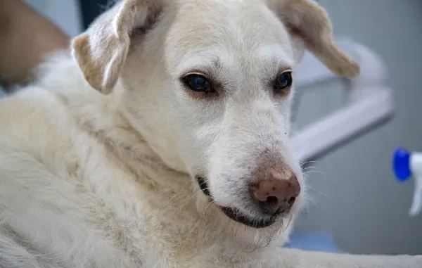 A close-up shot of a white dog with a calm expression, used to illustrate a pet that may require treatment for allergies or inflammatory conditions.