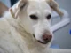 A close-up shot of a white dog with a calm expression, used to illustrate a pet that may require treatment for allergies or inflammatory conditions.