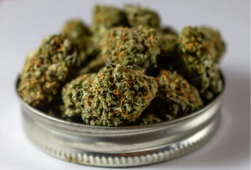 A close-up view of Chocolate Diesel cannabis flower buds with dense green foliage and bright orange hairs sitting in a metal container.
