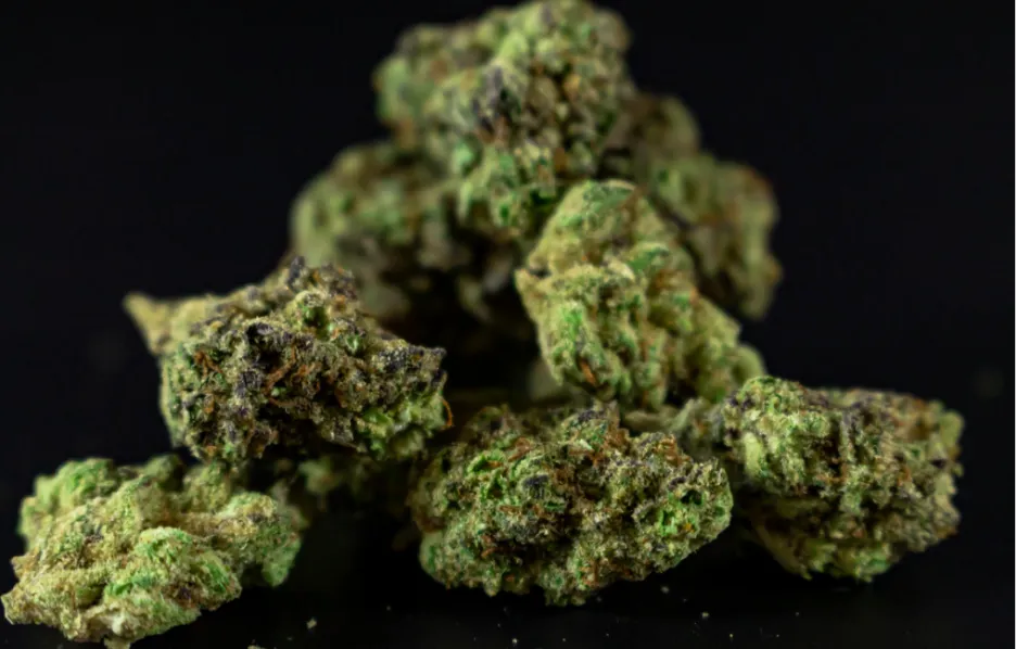 A close-up, high-resolution shot of several Chocolate Diesel cannabis flower buds, showing a dense structure with vibrant lime green leaves, deep purple undertones, and a coating of frosty white trichomes against a dark background.