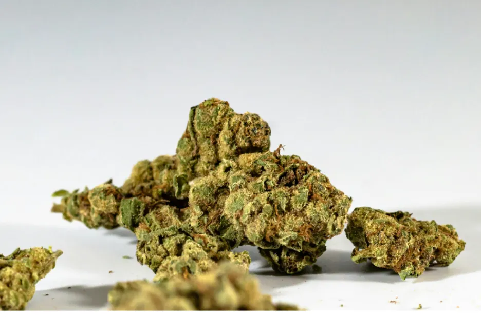 A close-up view of Chocolate Diesel cannabis buds showing a dense, forest-green structure with amber pistils and a dusting of resinous trichomes against a white background.