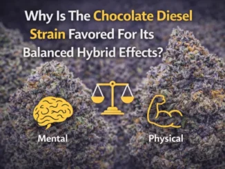 A graphic featuring high-quality purple and green cannabis buds in the background. In the foreground, yellow icons represent the brain (Mental) and a muscular arm (Physical), separated by a balance scale. The text asks: "Why Is The Chocolate Diesel Strain Favored For Its Balanced Hybrid Effects?"
