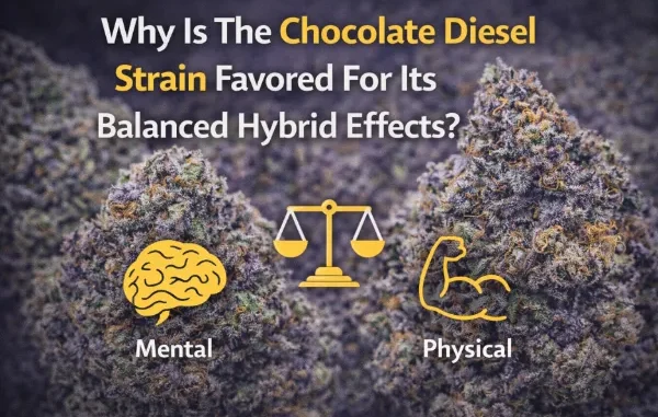 A graphic featuring high-quality purple and green cannabis buds in the background. In the foreground, yellow icons represent the brain (Mental) and a muscular arm (Physical), separated by a balance scale. The text asks: "Why Is The Chocolate Diesel Strain Favored For Its Balanced Hybrid Effects?"