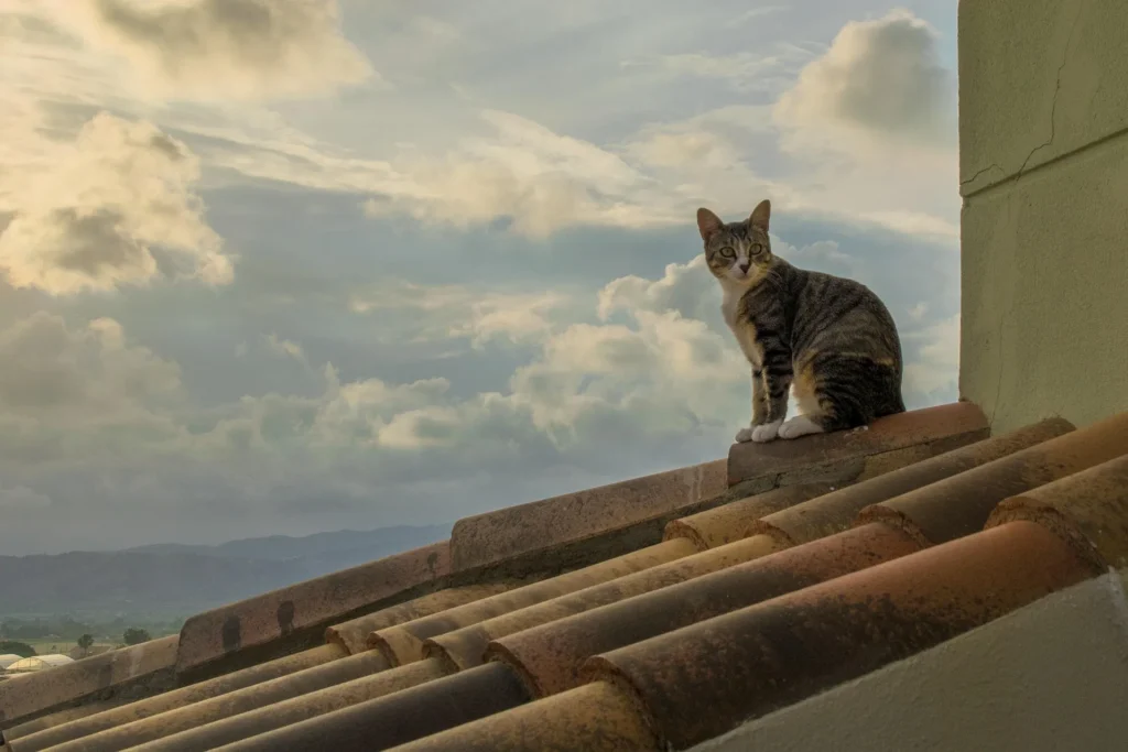 A tabby cat perched on a Mediterranean clay tile roof, illustrating how animal activity can lead to displaced or cracked roofing components and exterior surface wear.