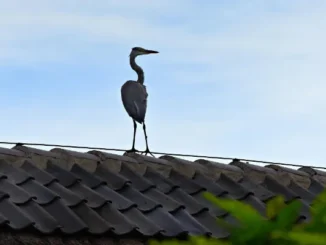 A large grey heron with long legs and a sharp beak stands perched on the ridge of a dark grey tiled roof against a pale blue sky.