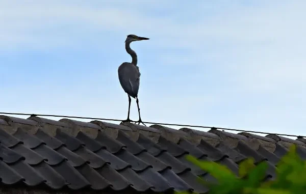 A large grey heron with long legs and a sharp beak stands perched on the ridge of a dark grey tiled roof against a pale blue sky.