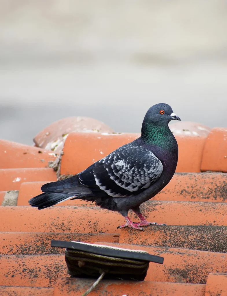 A feral pigeon standing on orange clay roof tiles, illustrating how bird activity can lead to debris buildup and exterior surface wear.