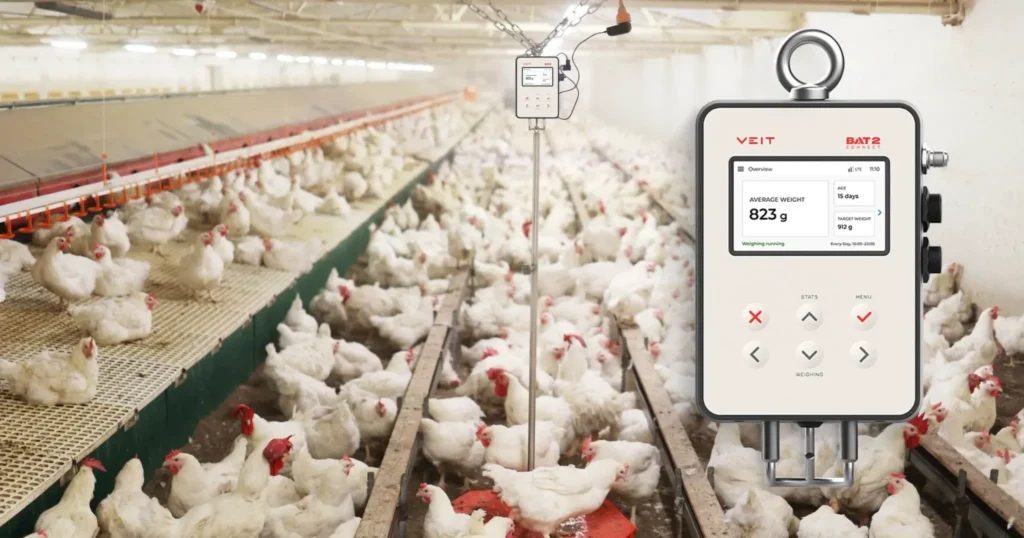 A digital poultry scale, the VEIT BAT2 Connect, displaying an average broiler weight of 823 grams at 15 days old. In the background, a large-scale commercial poultry house is filled with white broiler chickens on a slatted flooring system.