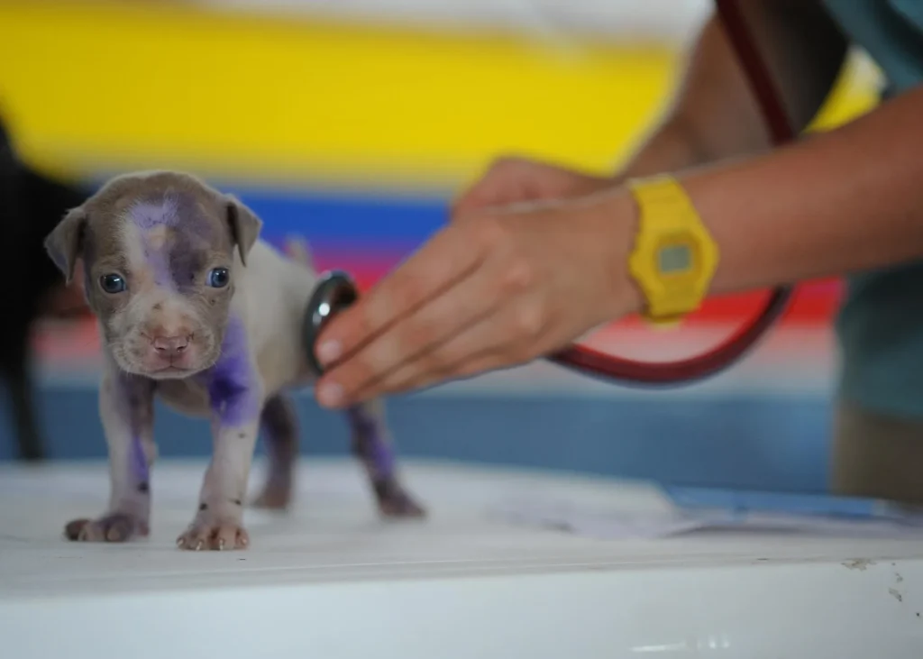 A small, young puppy with blue eyes and purple medicinal markings being examined by a veterinarian using a stethoscope.