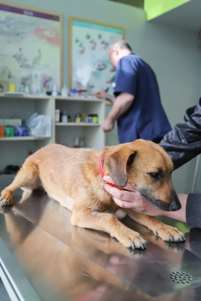 A brown dog lying on a metal examination table at a veterinary clinic while being gently comforted during a medical check-up.