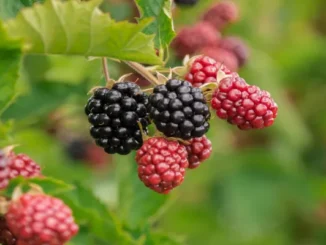 A close-up shot of a cluster of ripe black and ripening red blackberries hanging from a green leafy vine.