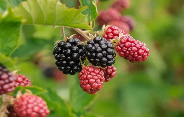 A close-up shot of a cluster of ripe black and ripening red blackberries hanging from a green leafy vine.