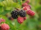 A close-up shot of a cluster of ripe black and ripening red blackberries hanging from a green leafy vine.