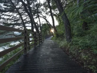 A peaceful wooden boardwalk path winding through a lush green forest alongside a calm lake at sunrise.