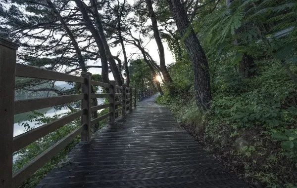 A peaceful wooden boardwalk path winding through a lush green forest alongside a calm lake at sunrise.