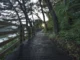 A peaceful wooden boardwalk path winding through a lush green forest alongside a calm lake at sunrise.