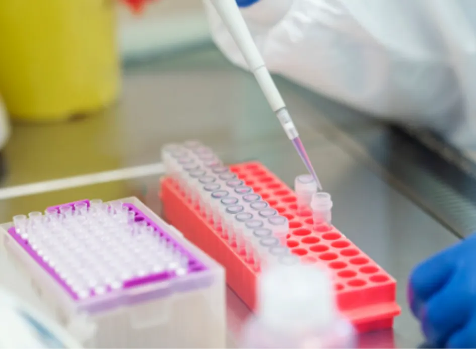 A laboratory scientist using a micropipette to dispense liquid samples into microcentrifuge tubes in a red rack for a human interferon gamma ELISA kit assay.