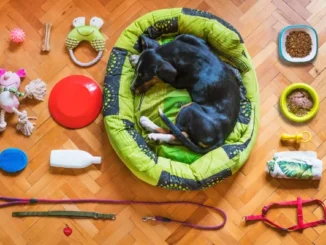 Flat lay arrangement of various pet products including a dog sleeping in a green bed, toys, food bowls, a leash, and grooming supplies on a wooden floor.