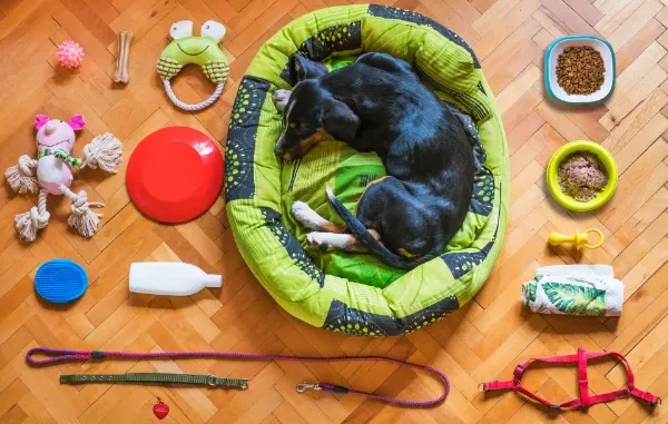 Flat lay arrangement of various pet products including a dog sleeping in a green bed, toys, food bowls, a leash, and grooming supplies on a wooden floor.