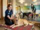 A smiling female boarding staff member, wearing a beige polo shirt with a name tag, gently pets a relaxed Golden Retriever lying on a plaid blanket in a clean room. Through a large glass partition in the background, another staff member interacts with two other dogs in a separate play area.