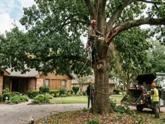 A photo of an arborist from Urban Timber Tree Services pruning a large oak tree in a residential yard. He is up in the tree using a chainsaw to remove a damaged branch, supported by ropes. A ground crew member assists below, and another worker is by a wood chipper and a service truck. The suburban home is in the background.