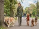 A professional dog walker, wearing an olive-green jacket and utility belt, walks along a paved park path, managing four dogs of different breeds on leashes.