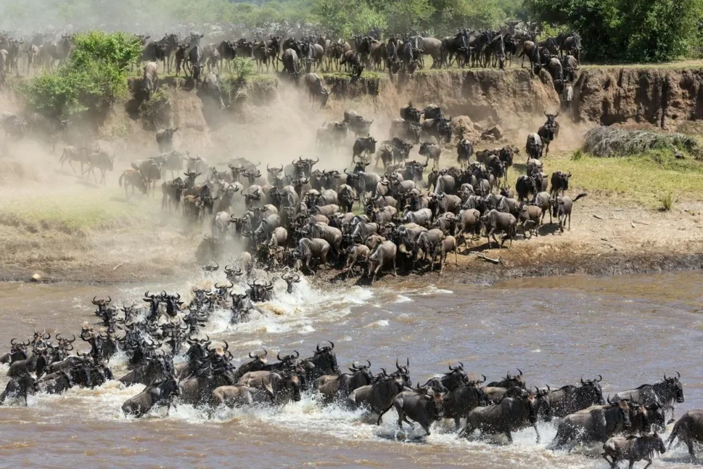 A massive herd of wildebeest creates a cloud of dust as they scramble down a steep riverbank and splash through a muddy river during the Great Migration in Tanzania.