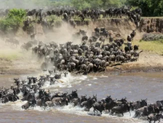 A massive herd of wildebeests plunging into and swimming across a river during the Great Migration in Tanzania's Serengeti National Park.
