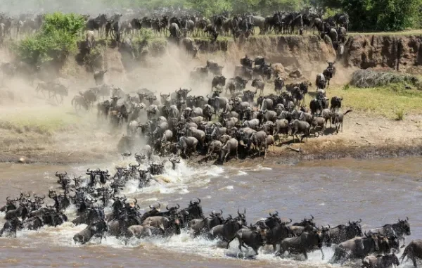 A massive herd of wildebeests plunging into and swimming across a river during the Great Migration in Tanzania's Serengeti National Park.