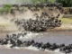A massive herd of wildebeests plunging into and swimming across a river during the Great Migration in Tanzania's Serengeti National Park.